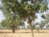 arbres-ecole-de-gieourou2